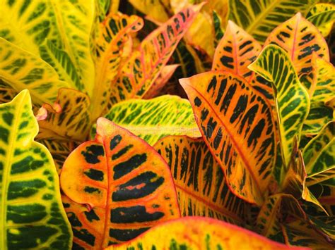 Croton Plant Red And Orange Colored Croton Plant Leaves Stock Photo