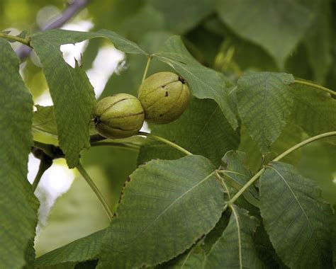 Shellbark Hickory How To Identify The Common Native Trees Of North