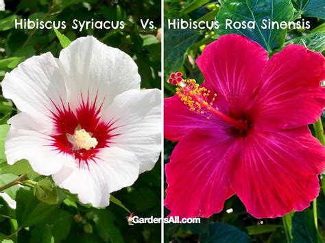 Hibiscus Syriacus Vs Hibiscus Rosa Sinensis What Is The Difference