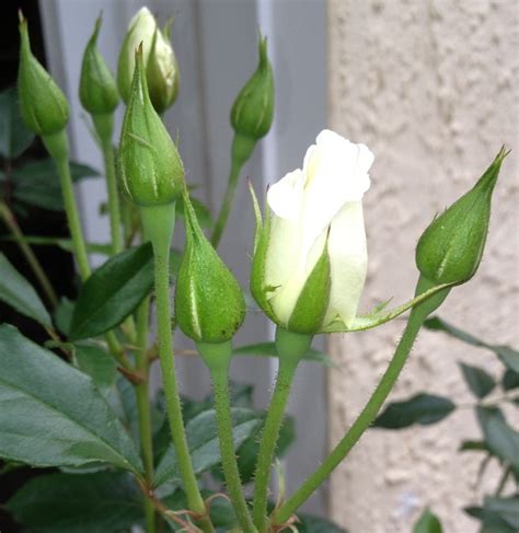 Rosebud Rose Buds Plants Flowers