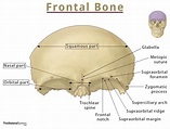 Frontal Bone – Location, Functions, Anatomy, & Diagram