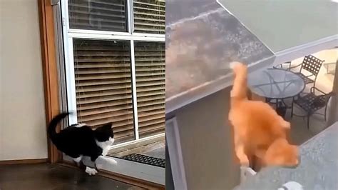 6 Minutes Of Cats Fallingjumping Fails Youtube