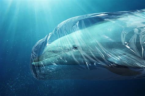 Dolphin Trapped In A Plastic Bag Pollution In Oceans Concept Stock