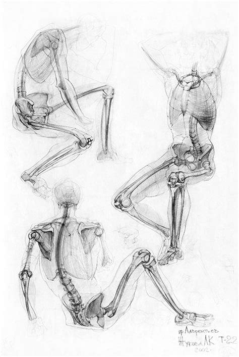 Academic Figure Study Drawings With Skeletal System Human Anatomy