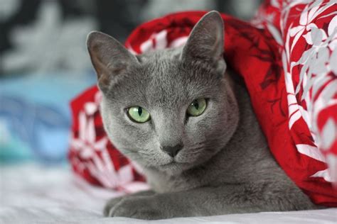 Apoquel is an extremely promising new drug aimed at treating the discomfort which is seen in allergic skin disease, especially when that relates to airborne or environmental allergens. Russian Blue cats: Perfect for your Allergies | Russian ...
