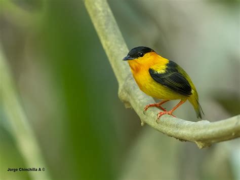 Orange Collared Manakin Manacus Aurantiacus Parque Nacio Flickr