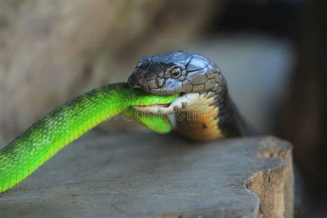 King Cobra Bite Green Viper Stock Image Image Of Reptile Isolated