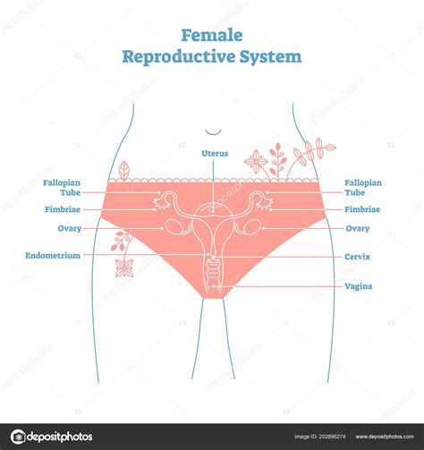 Female Body Parts Labeled Diagrams Of The Female Reproductive System