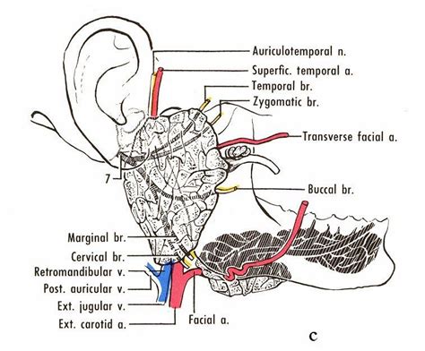 Anatomy Of Parotid Gland Free Pdf Epub Medical Books Parotid Gland