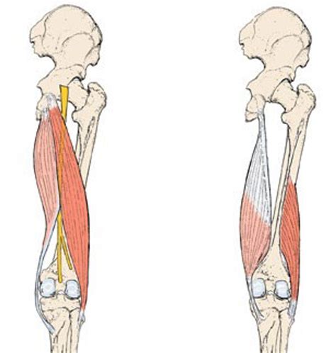 Week 4 Part 1 Posterior Thigh And Popliteal Fossa Diagram Quizlet