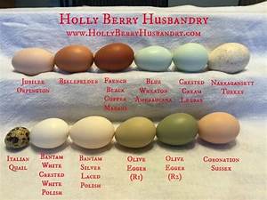 Egg Color Chart Holly Berry Husbandry Chickens Pinterest Egg