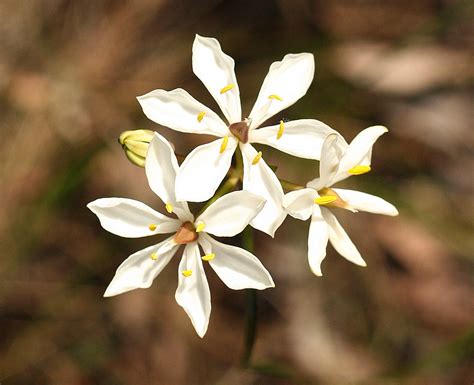 25 Beautiful Australian Wildflowers The Philipendium Medium