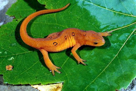 Salamander Chytrid Fungus Kentucky Department Of Fish And Wildlife
