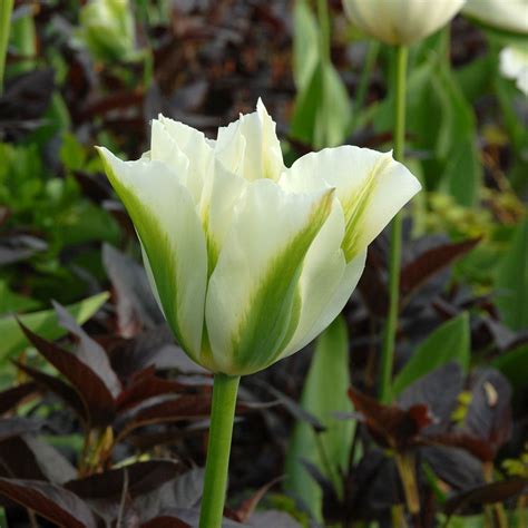 Tulip Spring Green White Flower Farm