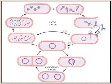 Siklus Lisogenik Pada Replikasi Virus