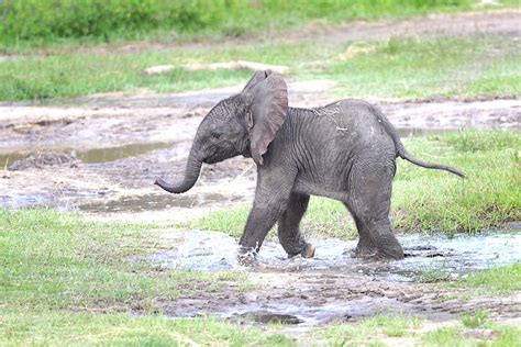 Cuteness Alert Lowry Park Zoos New Baby African Elephant Wusf News