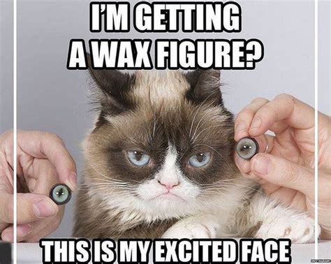 grumpy cat is getting her own waxwork and looks a bit grumpy bbc newsbeat