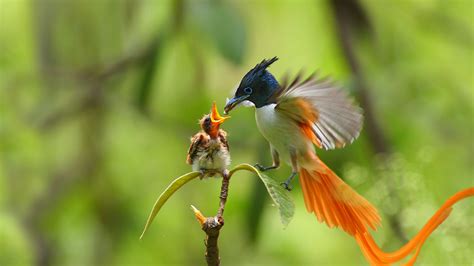 An Adult Male Indian Paradise Flycatcher Feeding A Chick Punjab