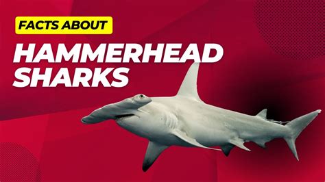 Facts About Hammerhead Sharks Youtube