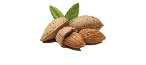 Almond Png Transparent Image Download Size 800x360px