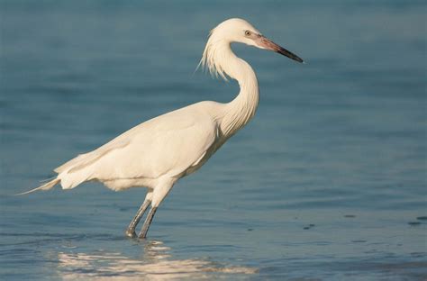 A Large White Bird Standing In The Water