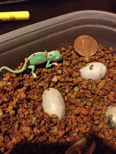 Chameleon Laying Eggs Clubfauna Egg Laying Chameleon Types Of Chameleons