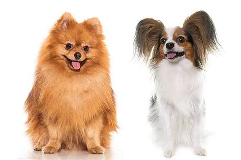 Papillon Pomeranian Mix Paperanian A Complete Guide