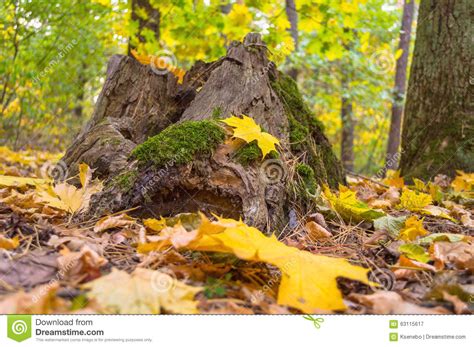 Stump Overgrown By Green Moss In The Forest In Autumn Stock Photo