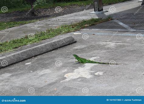 Green Iguana In Miami Beach Stock Image Image Of Backyard Aruba
