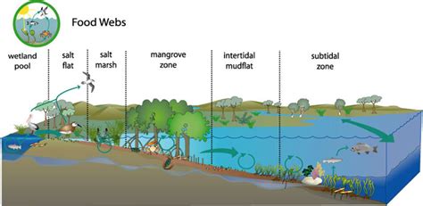 Conceptual Diagram Of Food Webs Process Food Web Coastal Ecosystems