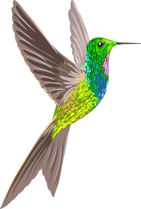 Hummingbird Png Transparent Image Download Size 674x1000px