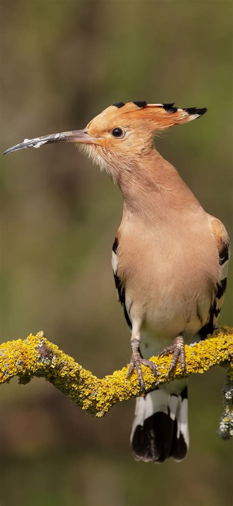 Hoopoe Phone Wallpaper Mobile Abyss
