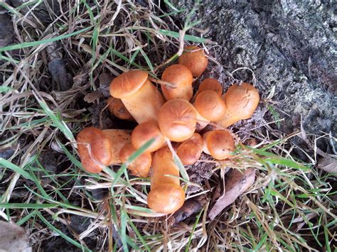 Northern Illinois Mushroom Hunting And Identification