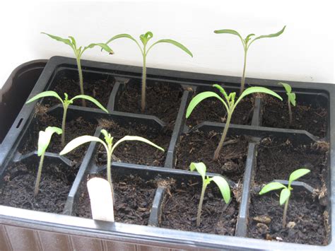 Are My Tomato Seedlings Leggy And Other Tomato Seedling Advice — Bbc