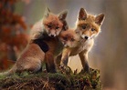 9 Cute Pictures of Red Foxes