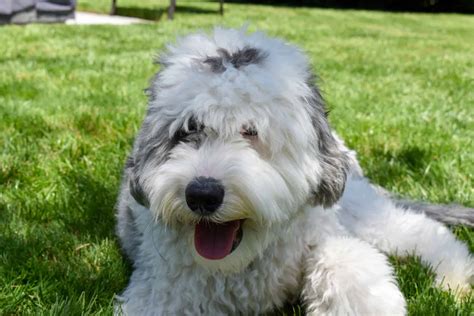 Sheepadoodle The Cuddly Old English Sheepdog Poodle Cross