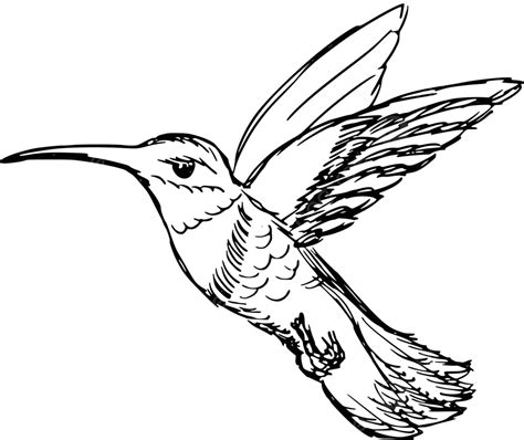 Hummingbird Cartoon Illustration Nature Vector Cartoon Illustration