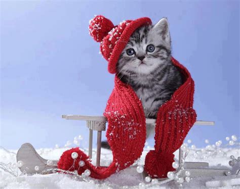 Fantasy Winter Cat Wallpaper A Collection Of The Top 50 Winter Cat