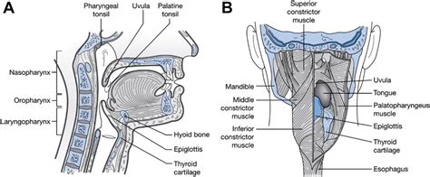 Anatomy Lateral View And Pa View Anatomy Of The Oral Cavity And Pharynx