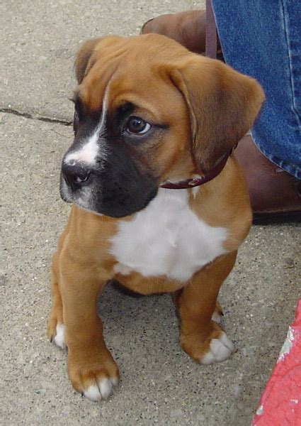 Boxer Puppy Pictures And Information Puppy Pictures And
