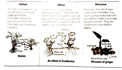 Stolon, offset and rhizome are different forms of stem modifications