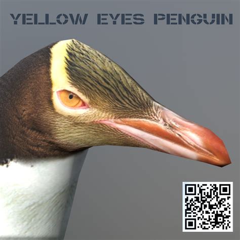 3d Asset Yellow Eyes Penguin Cgtrader