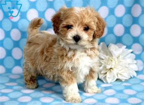 Learn all about maltipoo breed. Sonny | Maltipoo Puppy For Sale | Keystone Puppies