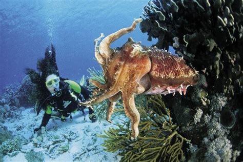 Cephalopods Diving With Squid Octopus And Cuttlefish Dive Magazine