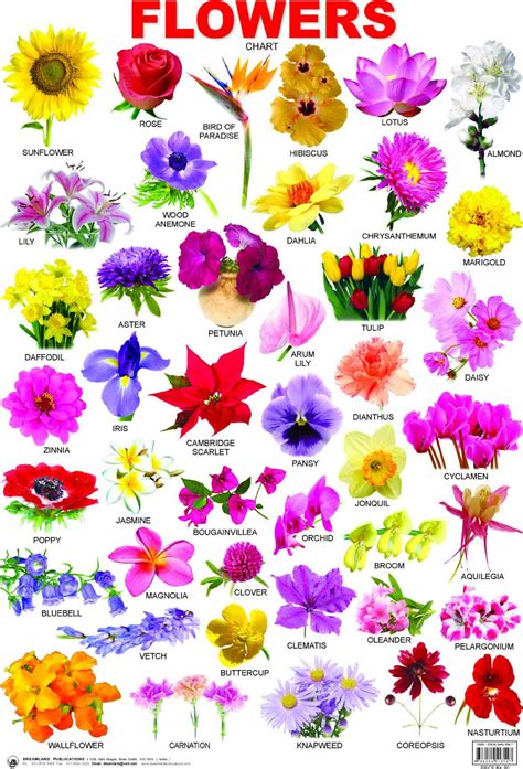 Виды Цветов Названия И Фото Telegraph