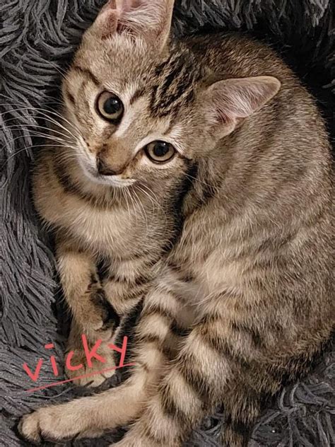 vicky a été adopté ecole du chat de marcq collège