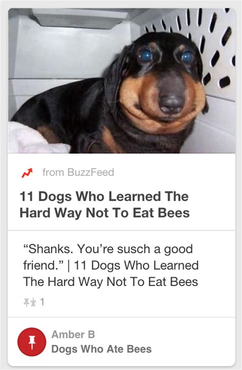 What Happens When Dogs Eat Bees