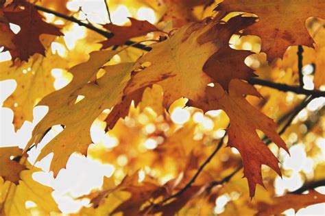 Осень золотая листья опадают фото