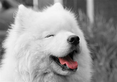 Samoyed Puppies Wallpapers Free