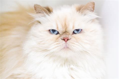 Oh no red gene character periwinkle 39 s flame point himalayan kitten another cutiepie. What Are Siamese Flame-Point Cats? [FAQ & Pictures ...
